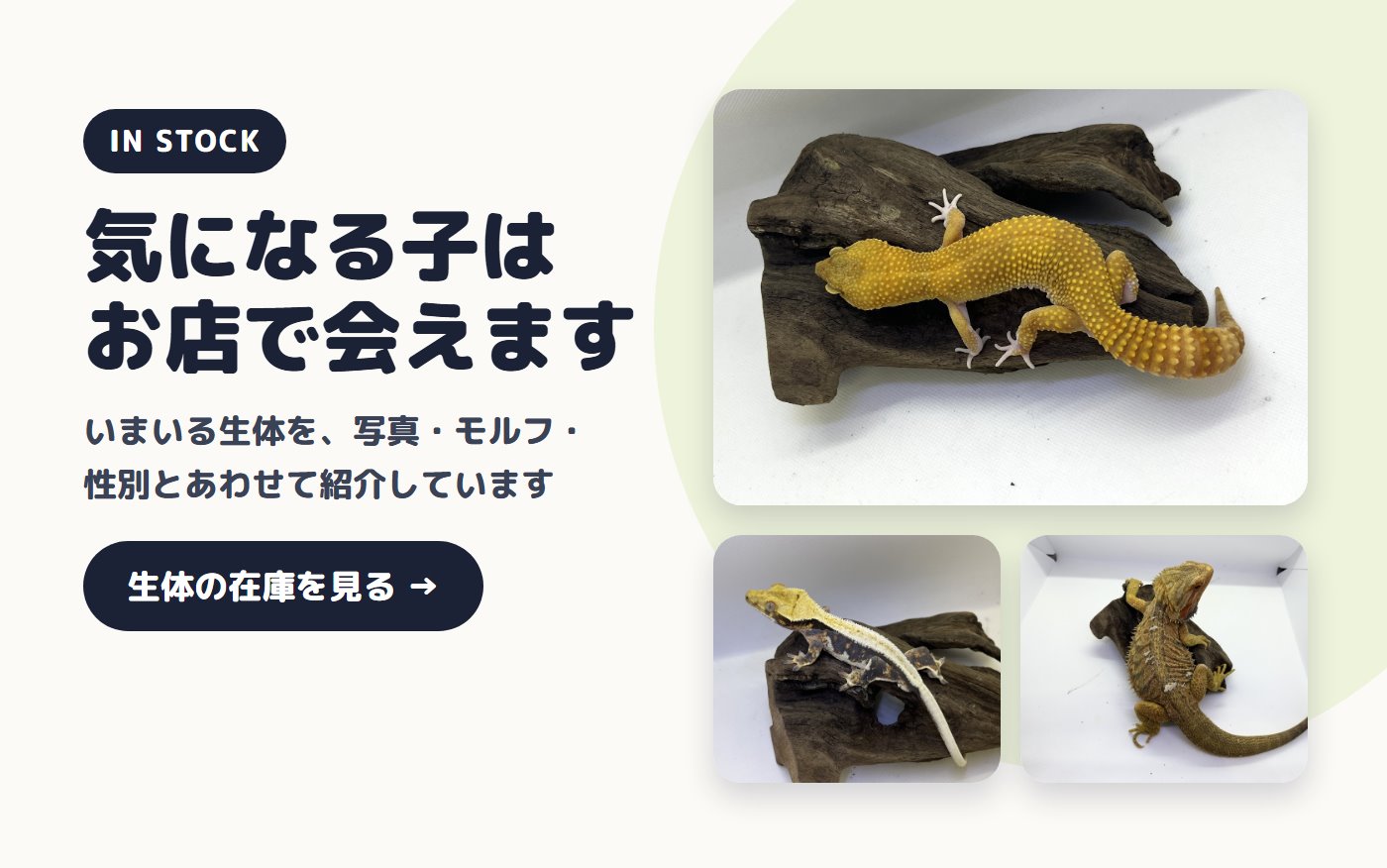 気になる子はお店で会えます。生体の在庫を見る